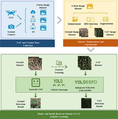 YOLO SSPD: a small target cotton boll detection model during the boll-spitting period based on space-to-depth convolution